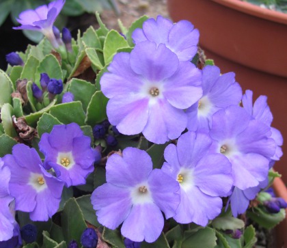 Primula 'Lindum Wedgewood'